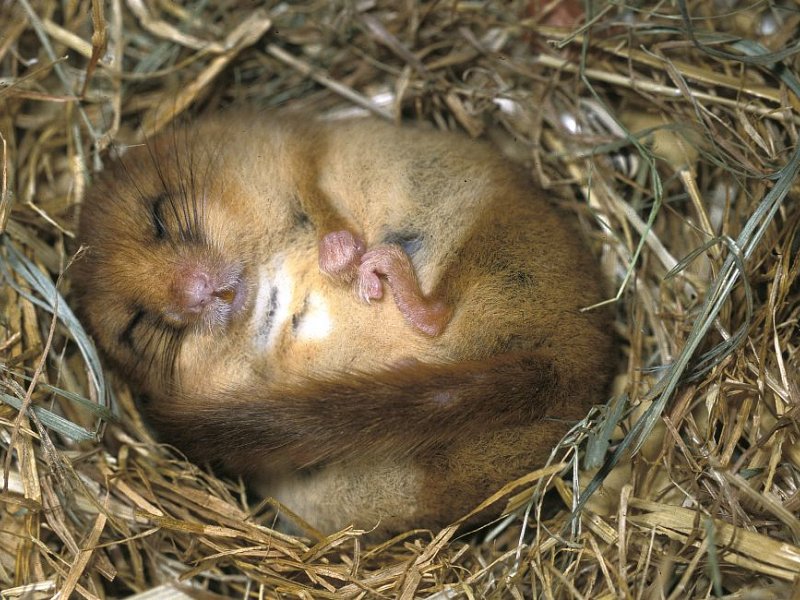 European Protected Species